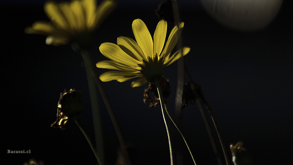 Flor silvestre en puesta de sol